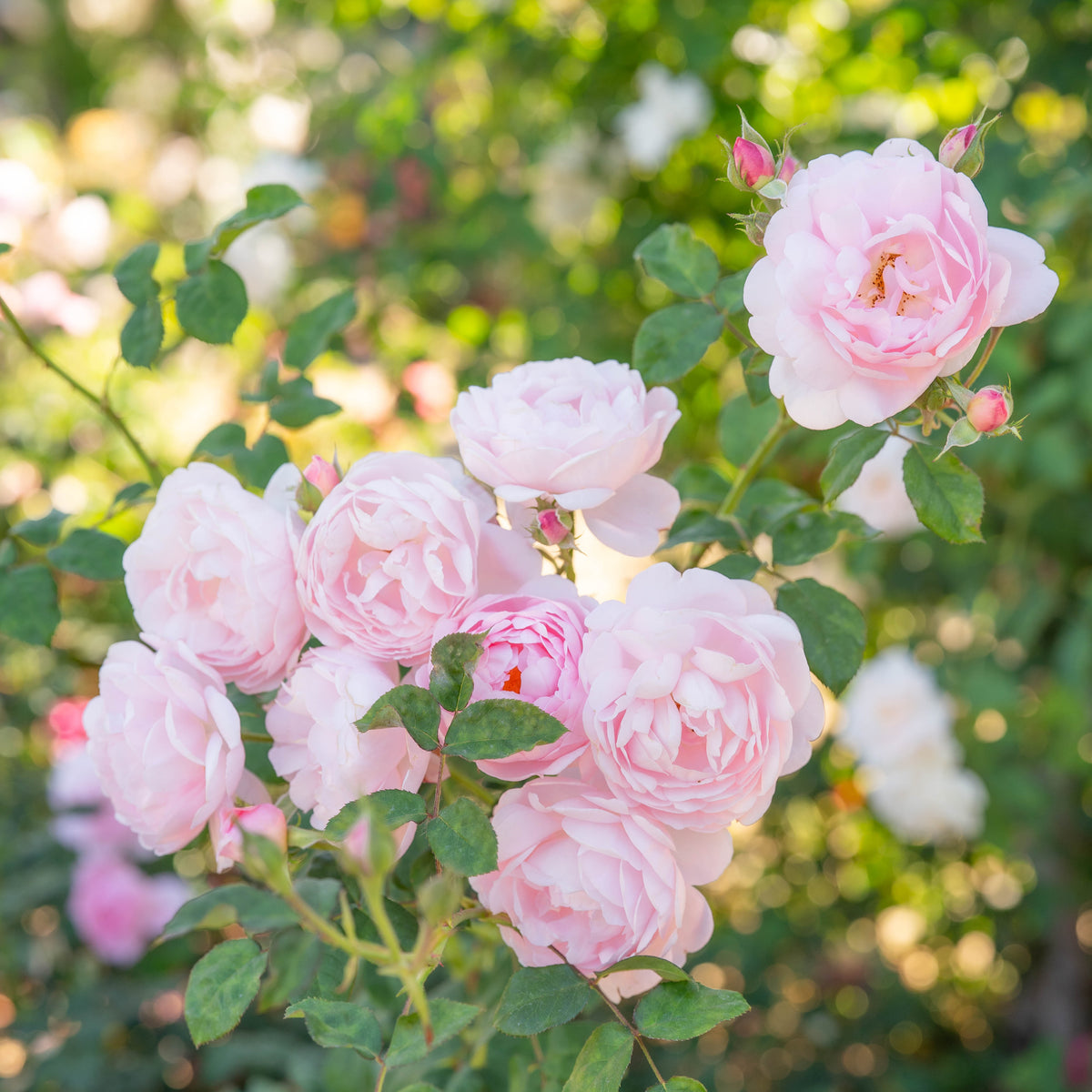 Bouquet of pink roses with green leaves against a blurred natural background