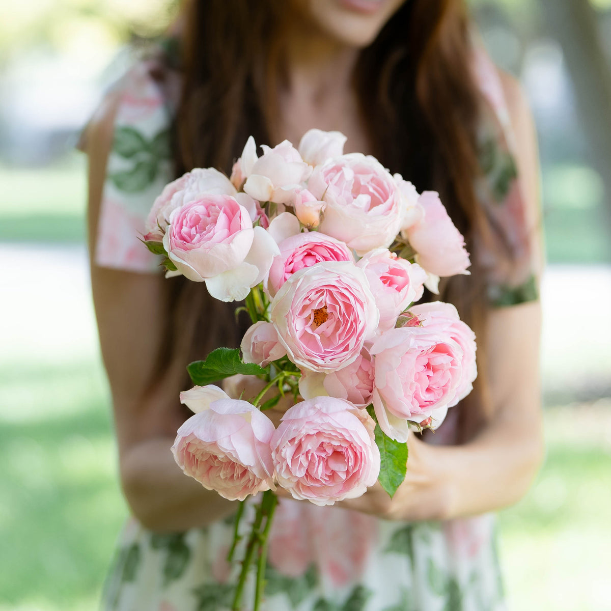 David Austin® Scepter D'Isle Potted Rose Bush