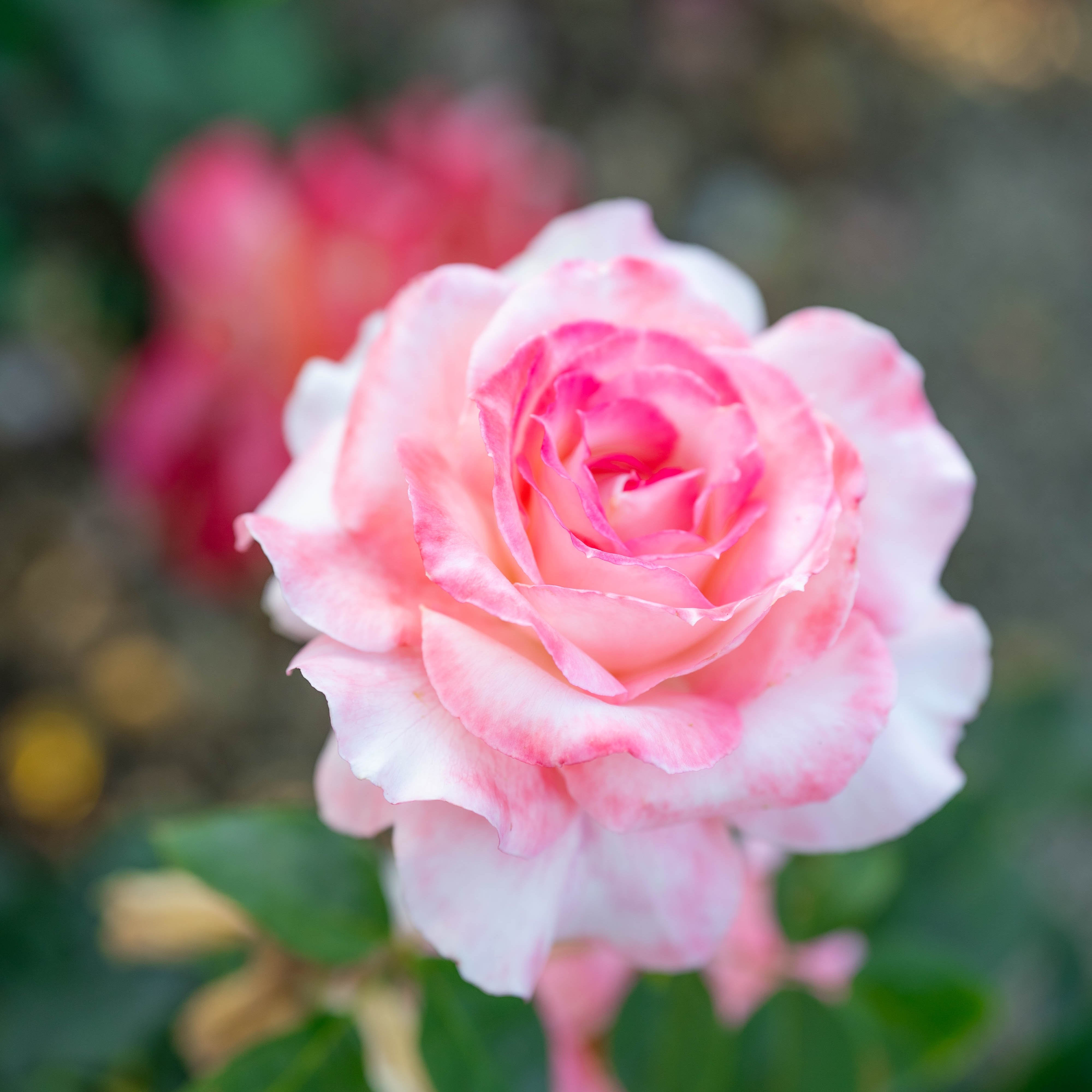 Secret™ Potted Rose Bush