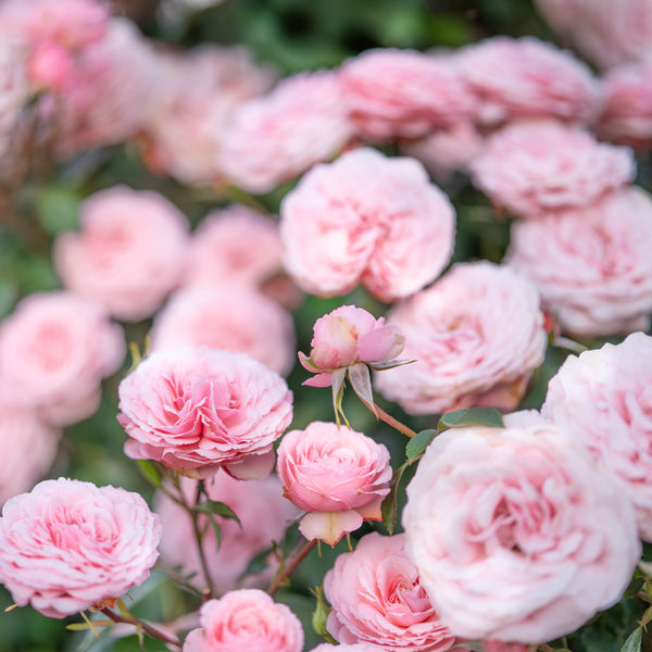 Sexy Rexy Bare Root Rose Bush