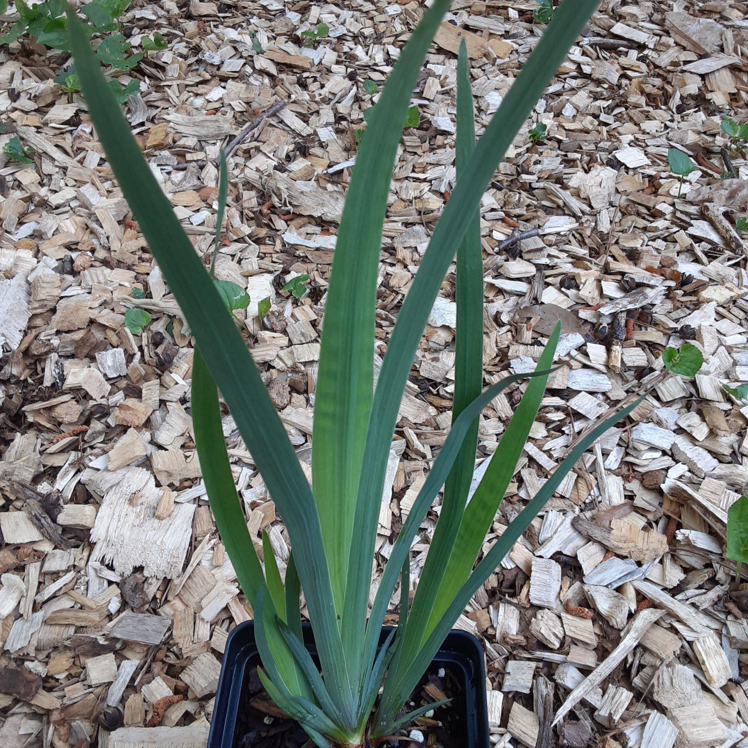 Iris versicolor Potted Blue Flag Iris Plant