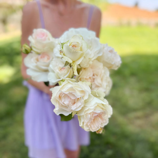 Shirley's Bouquet™ Bare Root Rose Bush