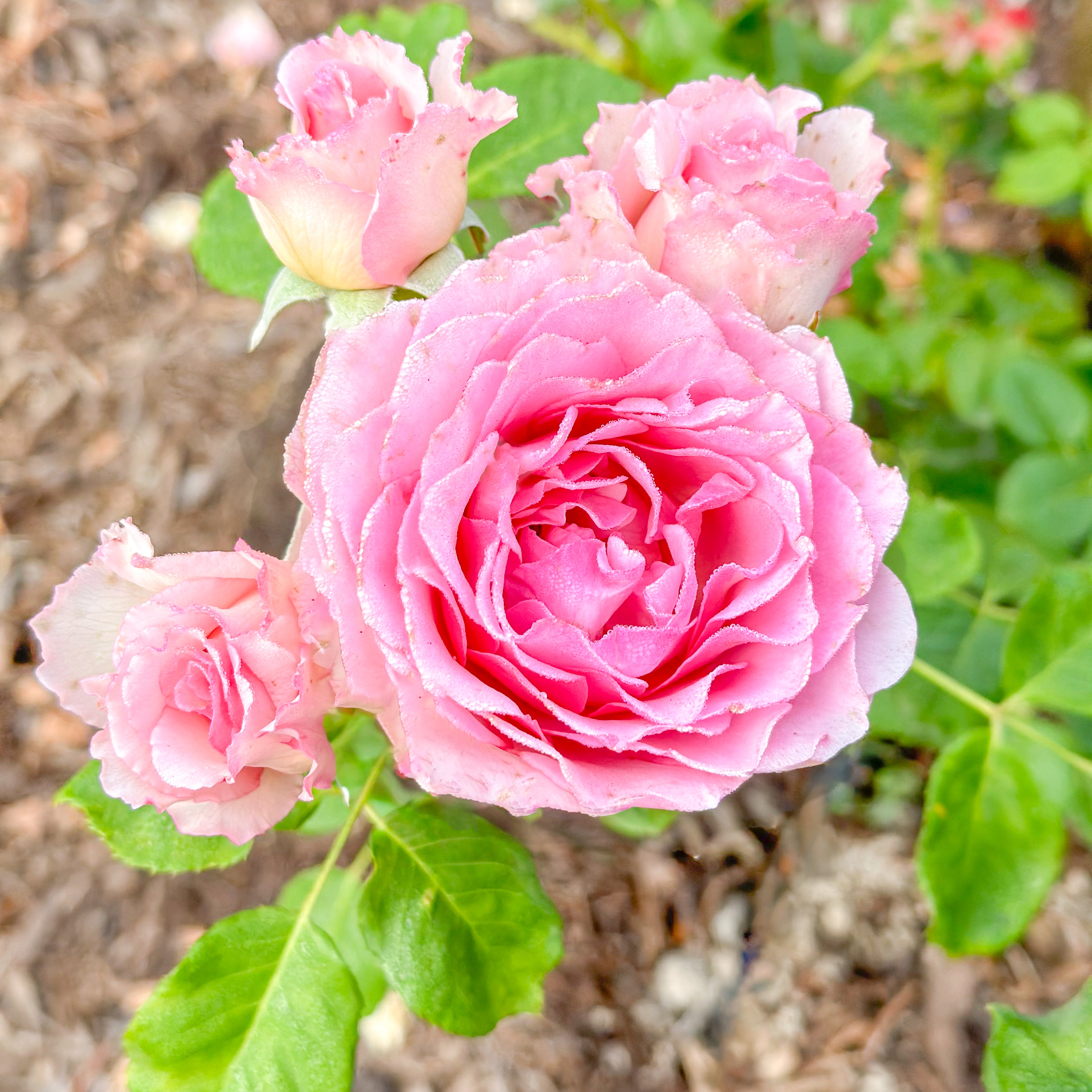 Silk Garment™ Climbing Potted Rose