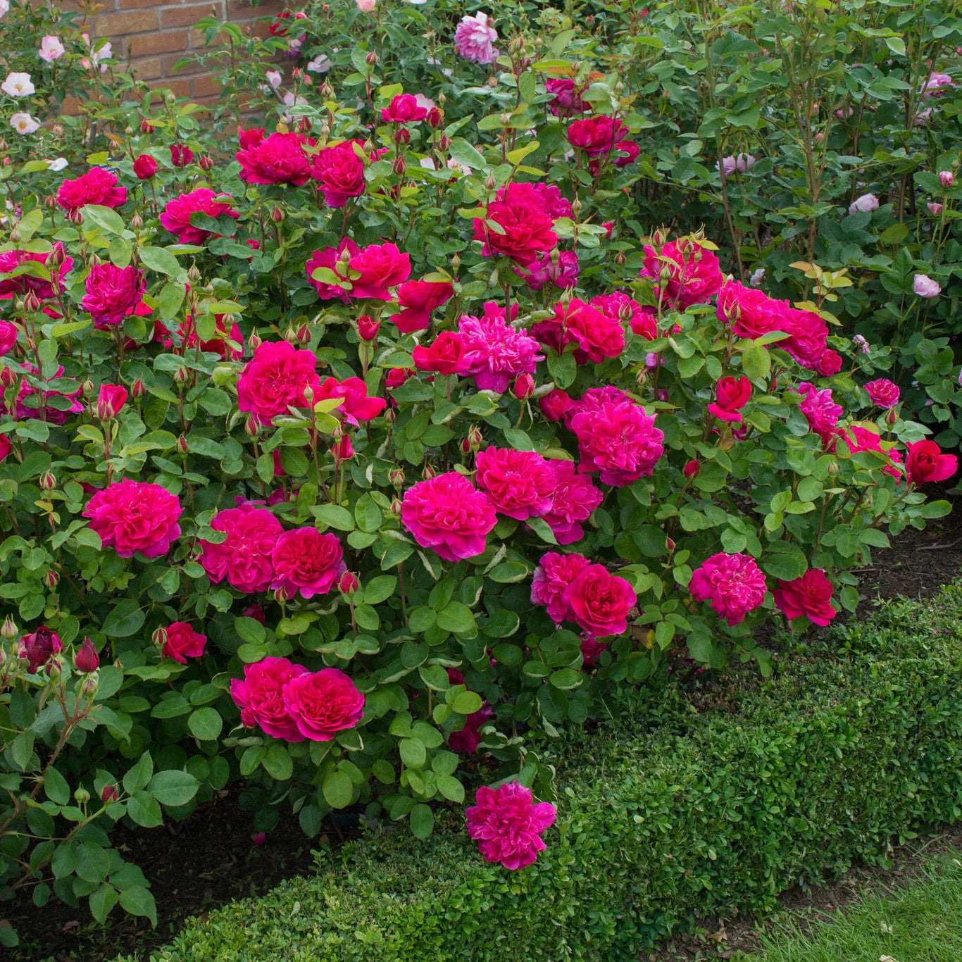 David Austin® Sophy’s Rose Potted Rose Bush