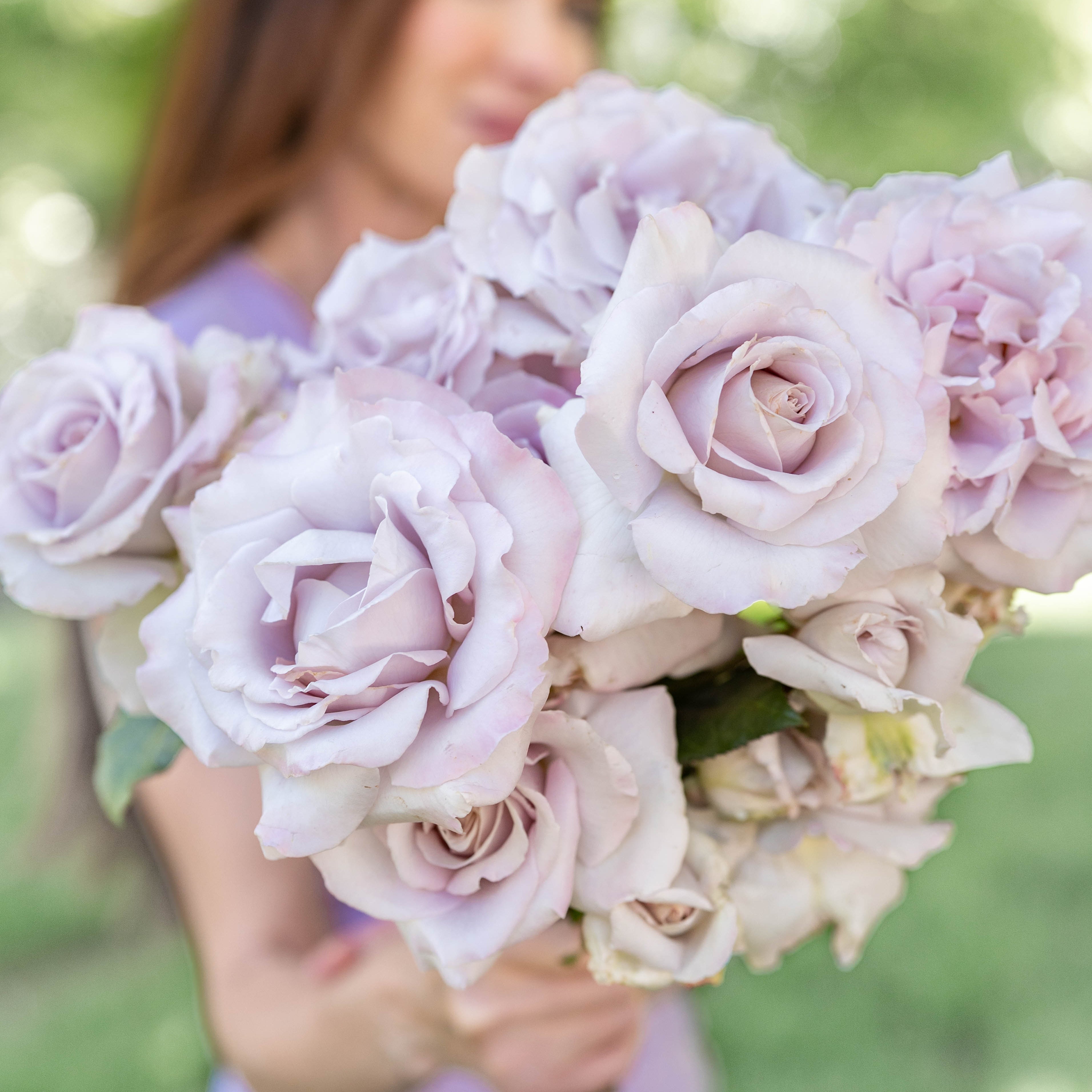 Stainless Steel Bare Root Rose Bush