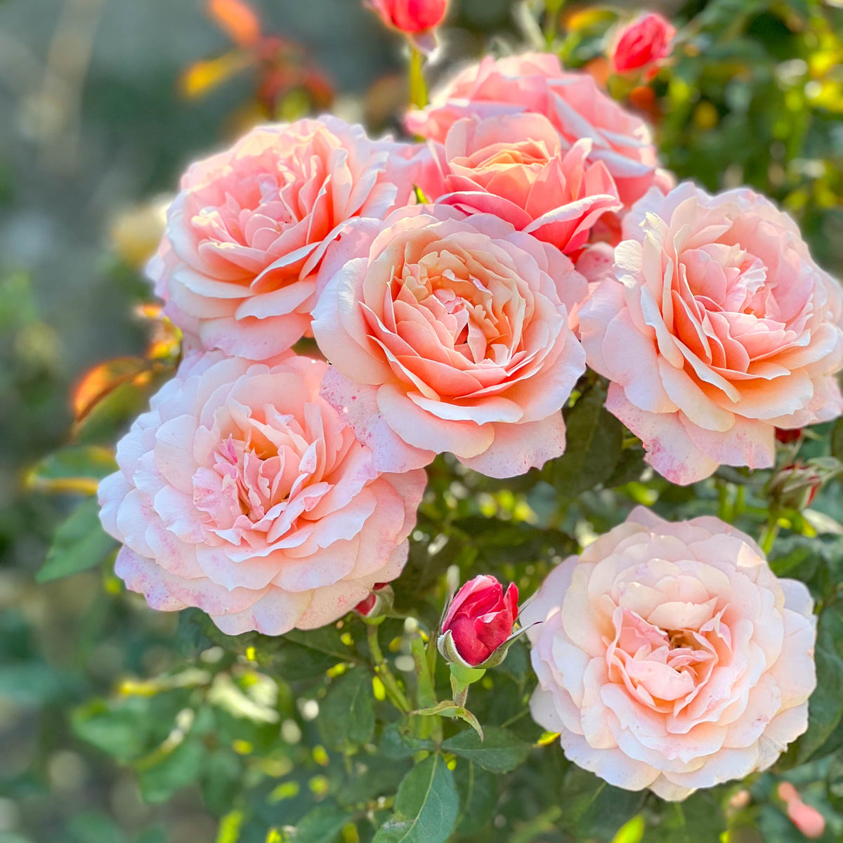 State of Grace™ Potted Tree Rose
