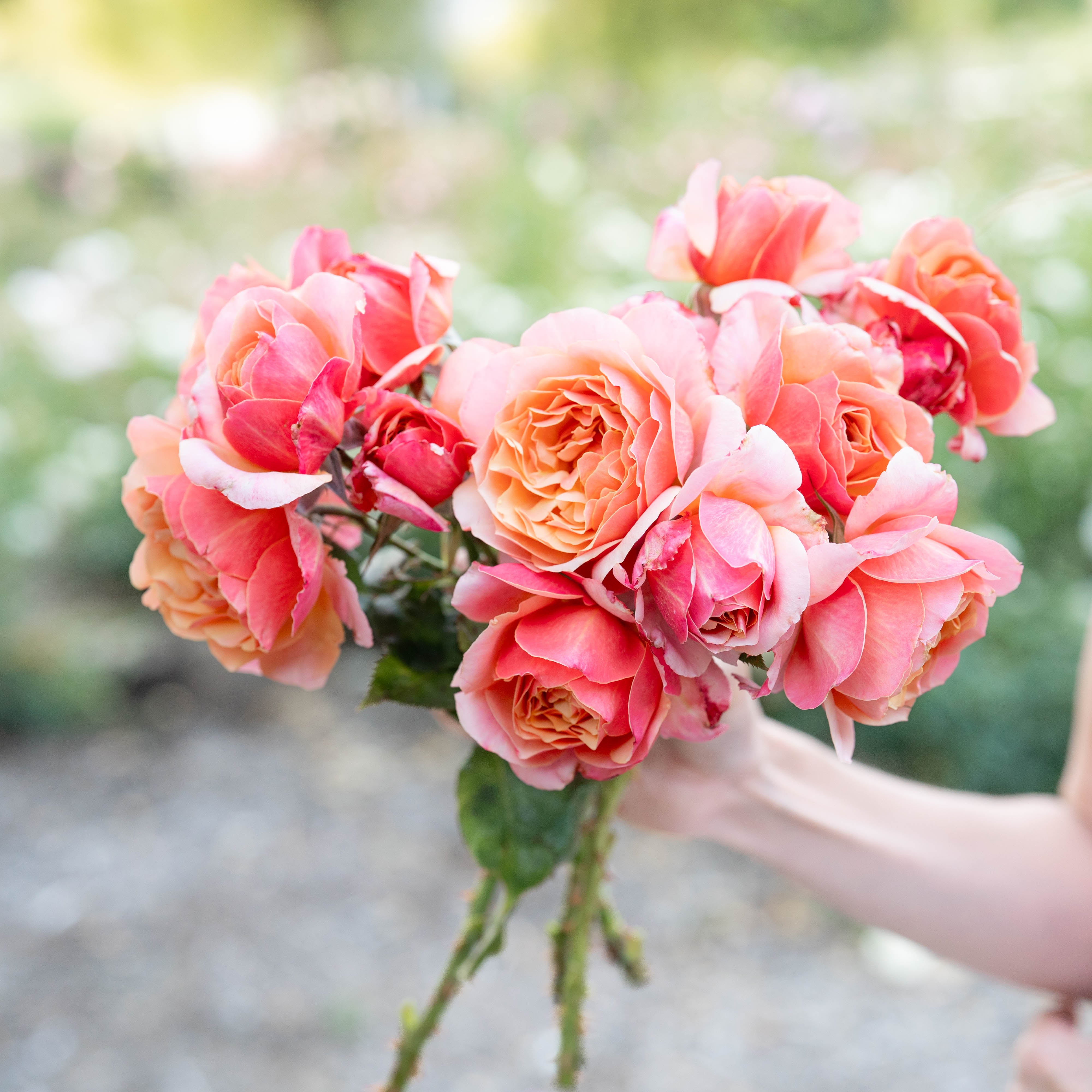 State of Grace™ Bare Root Rose Bush