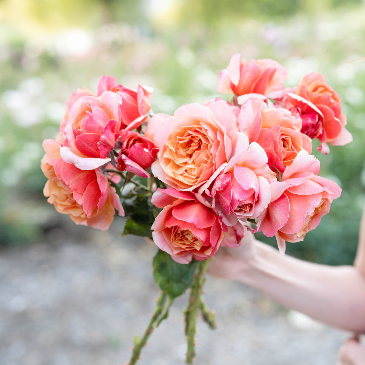 State of Grace™ Potted Tree Rose