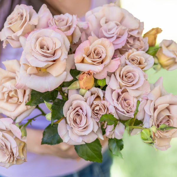 Stephen Rulo Potted Rose Bush