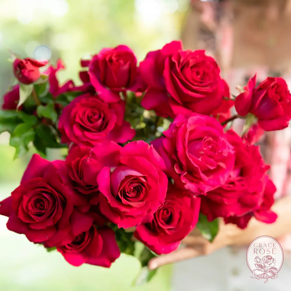 Stiletto® Potted Rose Bush #1 Potted Rose Bush BUSHES