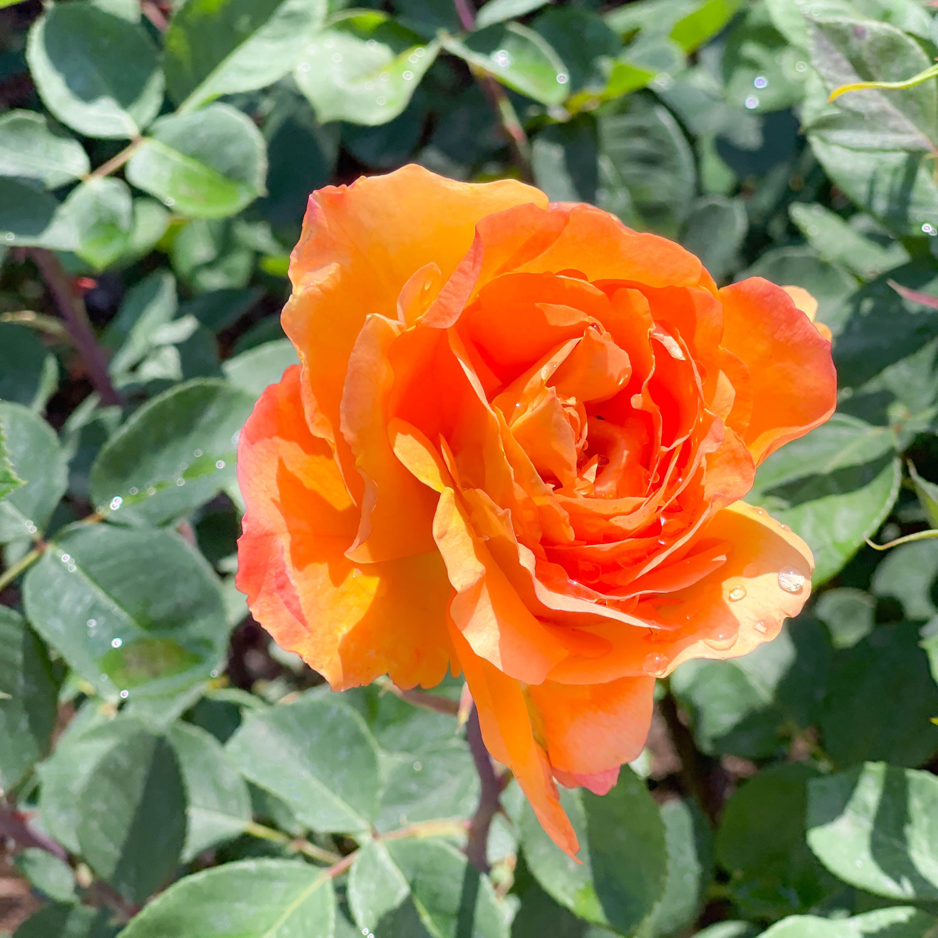 Strike it Rich® Bare Root Rose Bush