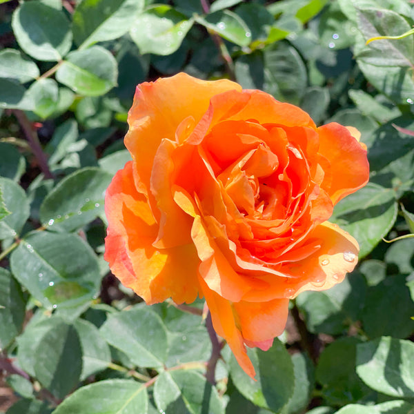 Strike it Rich® Bare Root Rose Bush