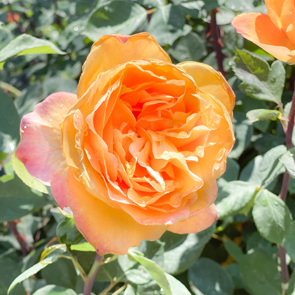 Strike it Rich® Bare Root Tree Rose