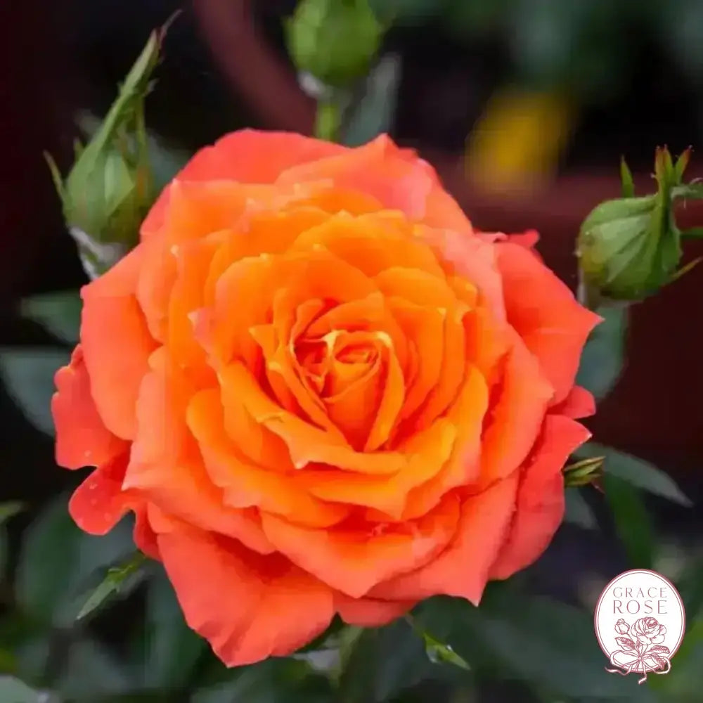 Sunblaze® Amber Potted Rose Bush