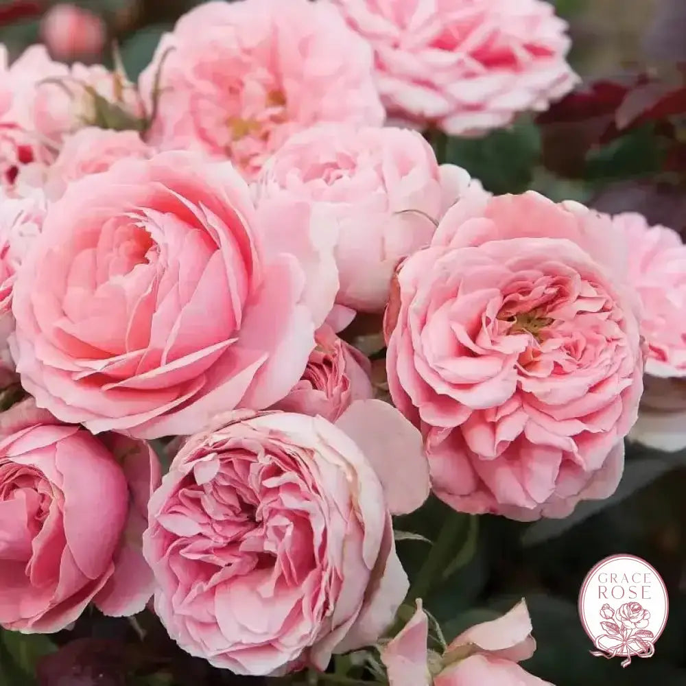 Sunblaze® Sweet Potted Rose Bush