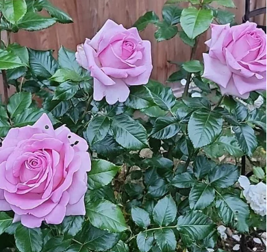 Sweet Willamina Bare Root Rose Bush