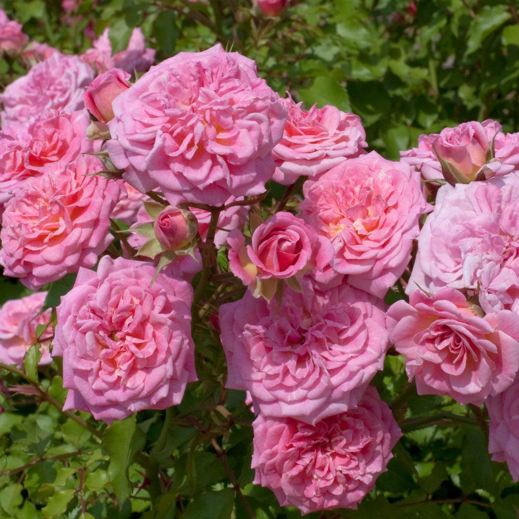Ribbons of Roses™ Bundles of Bare Root Roses - Sweet Drift® - Pack of 10