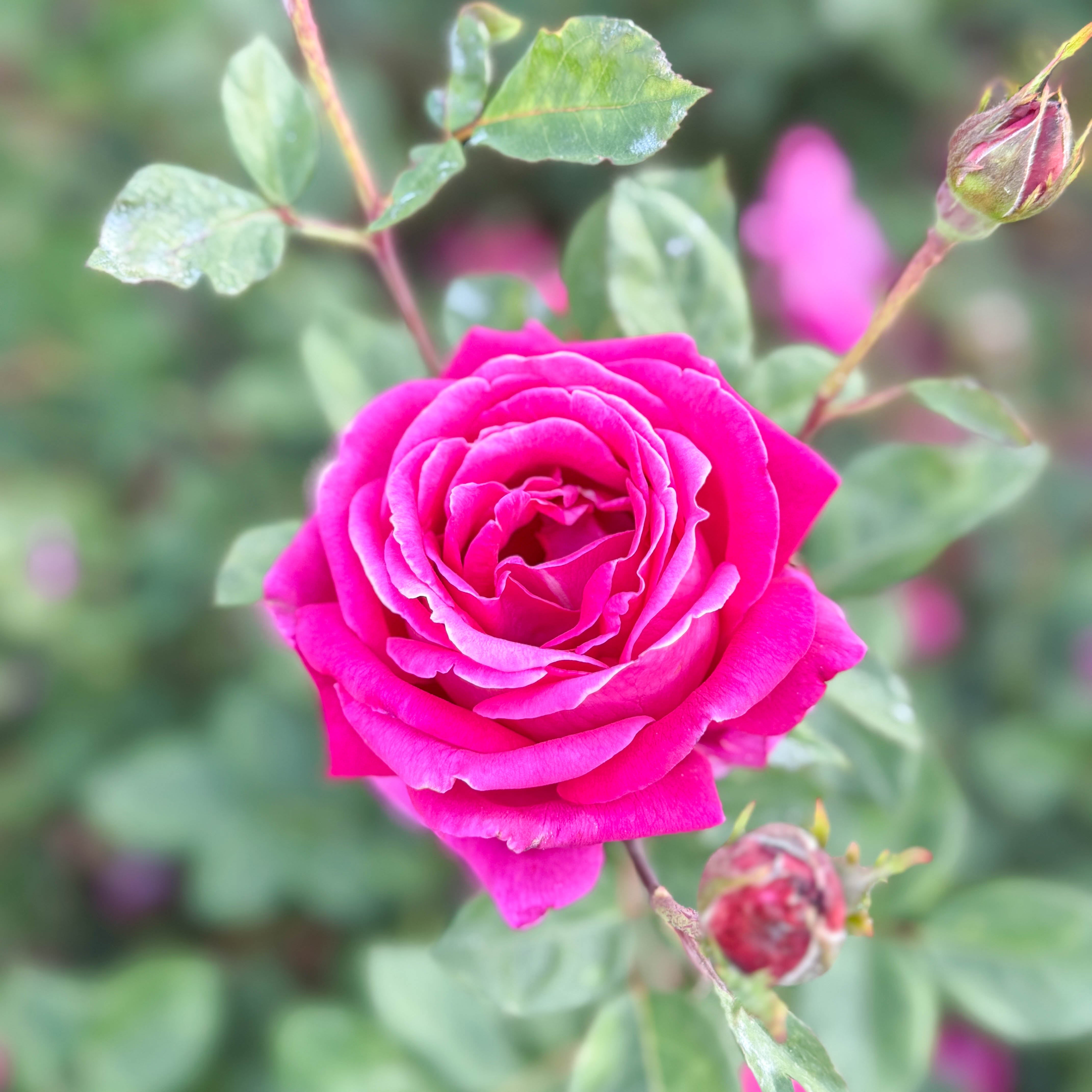 Sweet Spirit™  Bare Root Rose Bush