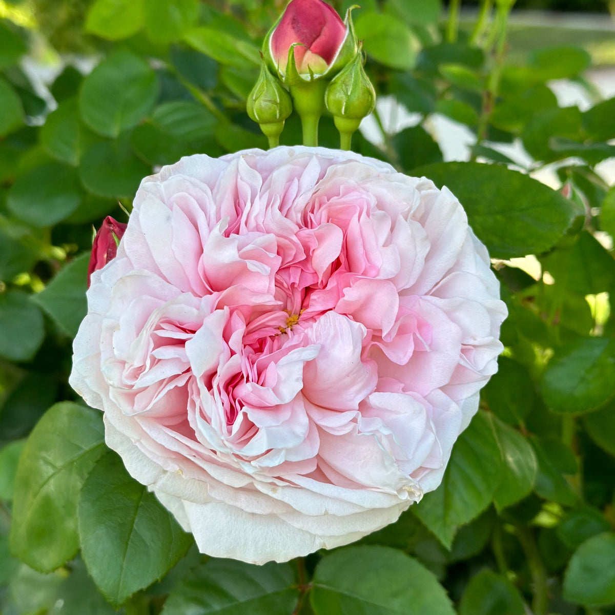 St. Swithun Rose Bush