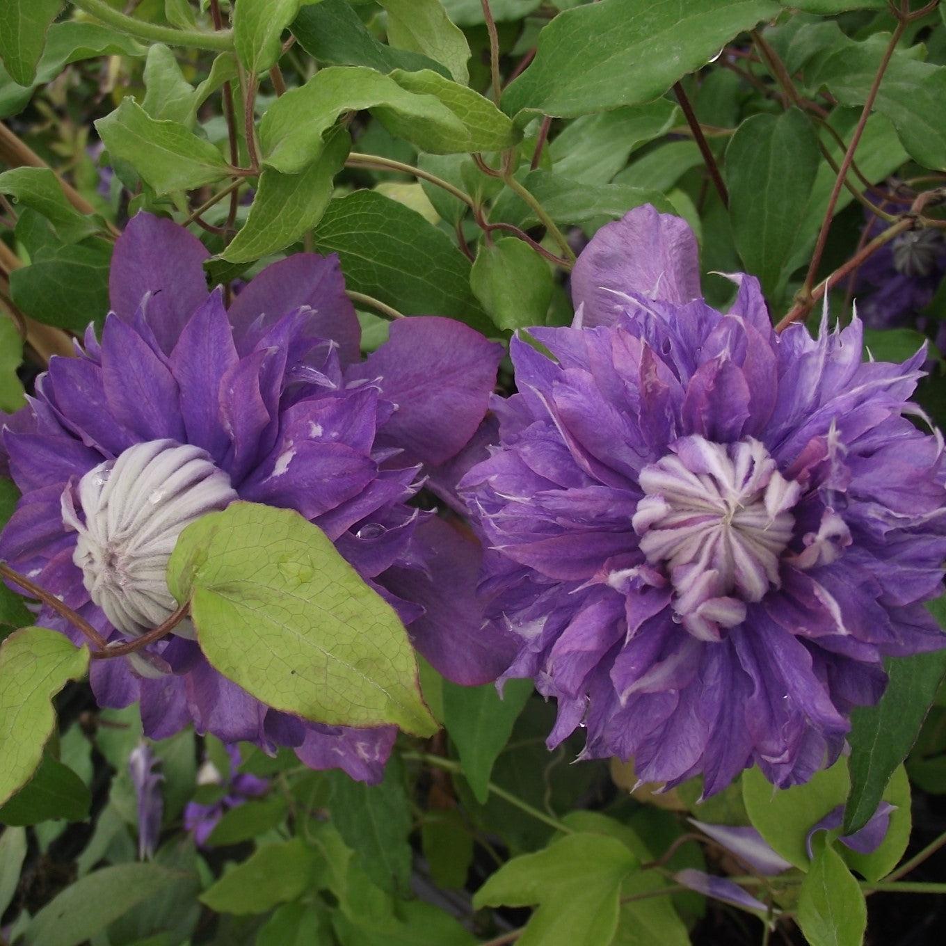 Clematis Raymond Evison® Regal® Regal® Diamantina™ Potted Clematis Plant