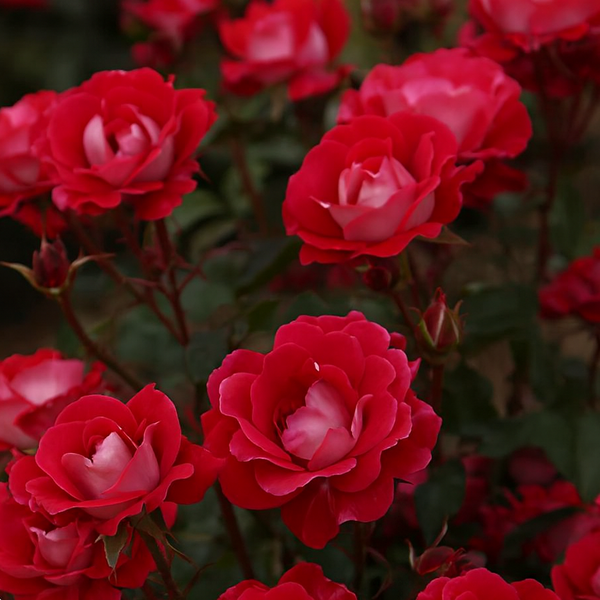 Take it Easy® Potted Rose Bush