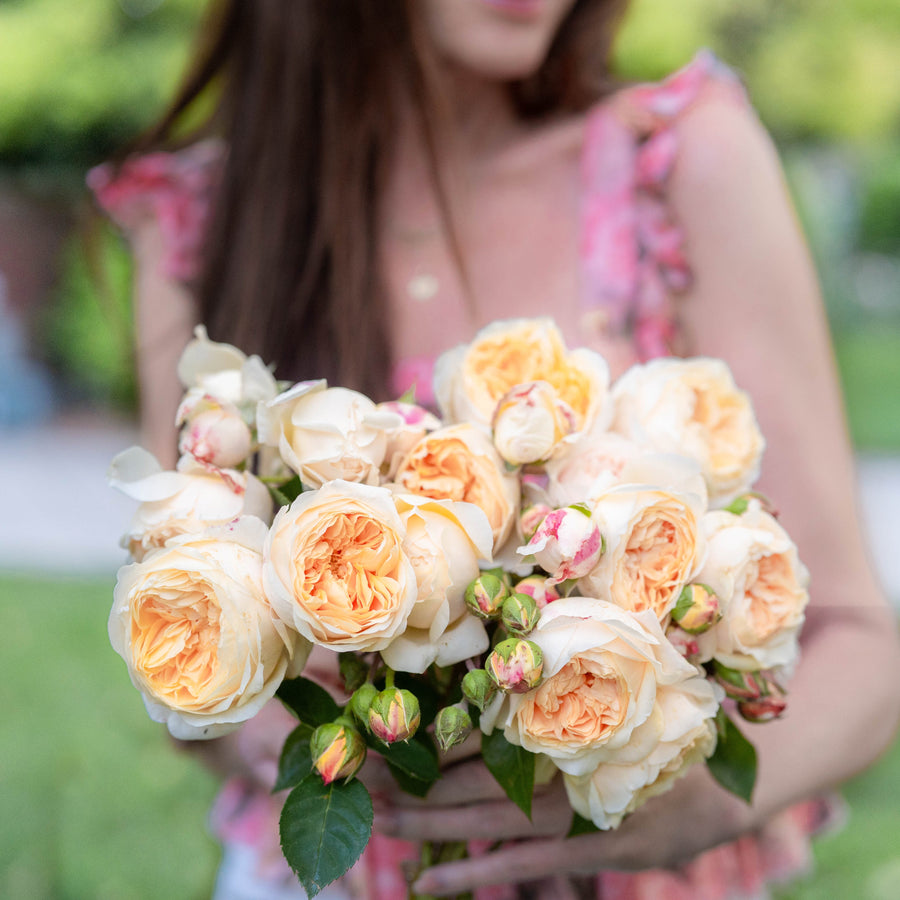 David Austin® Teasing Georgia® Potted Climbing Rose