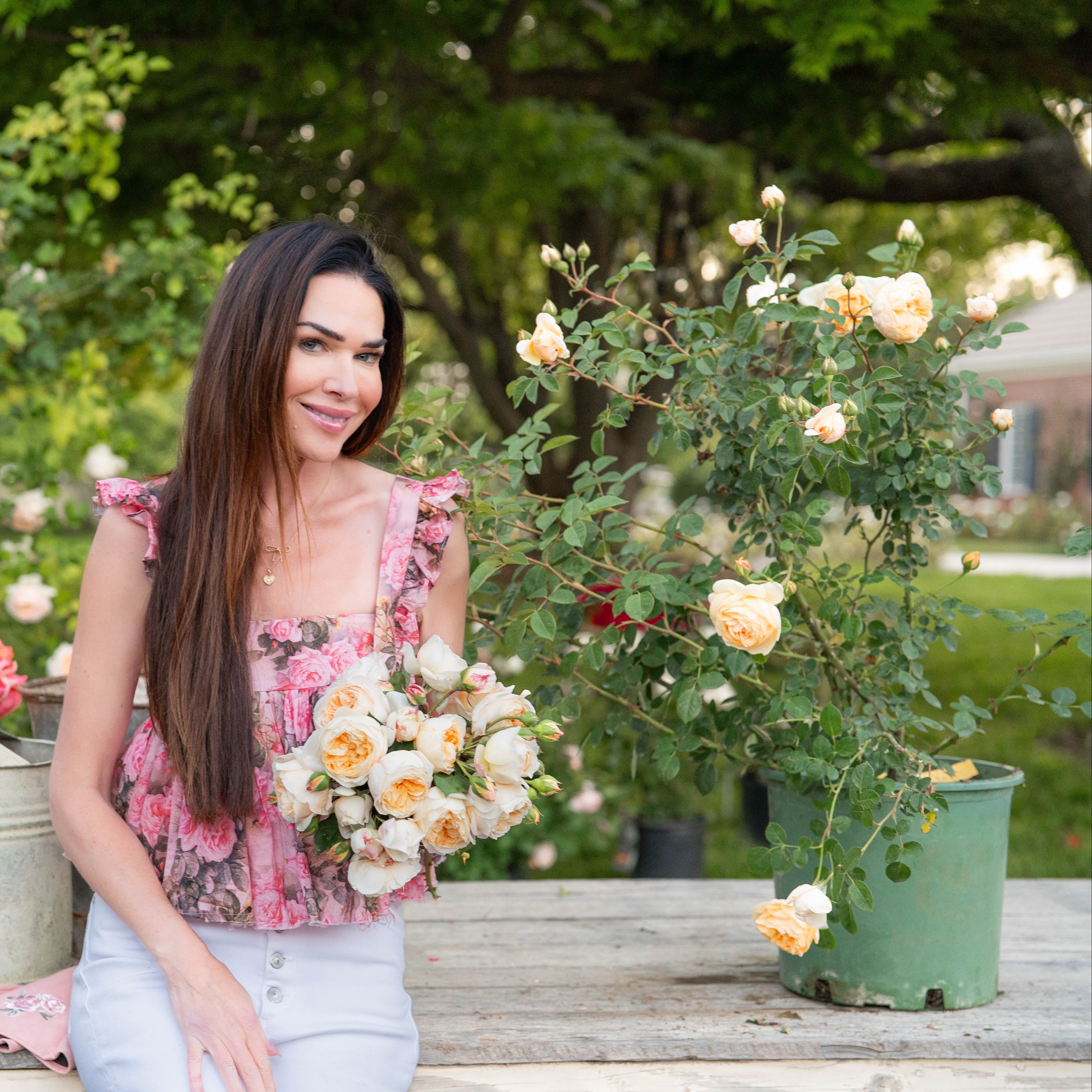 David Austin® Teasing Georgia® Potted Climbing Rose