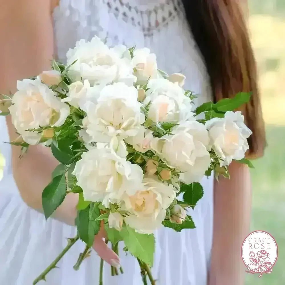 Wuthering Blooms Bouquet Bare Root Rose Bundle