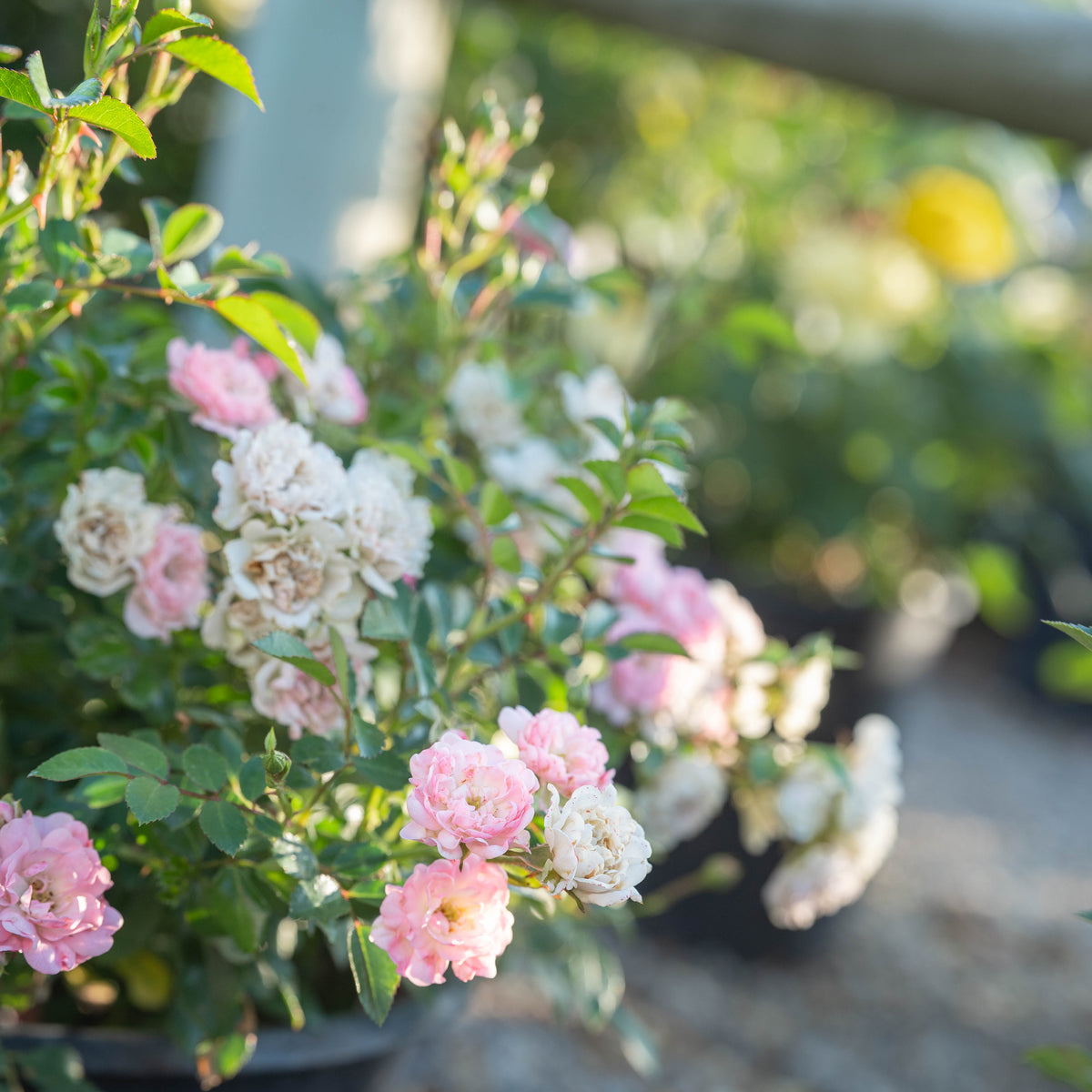 The Fairy Bare Root Rose Bush