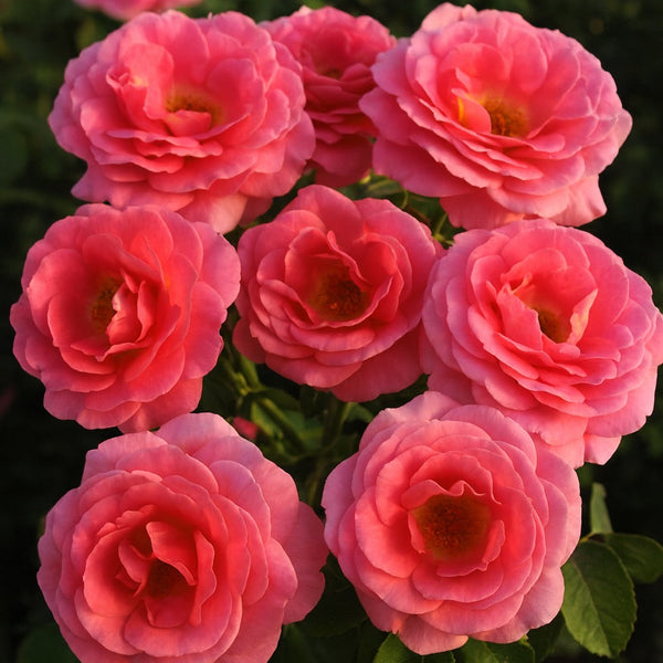 Time After Time™  Bare Root Tree Rose