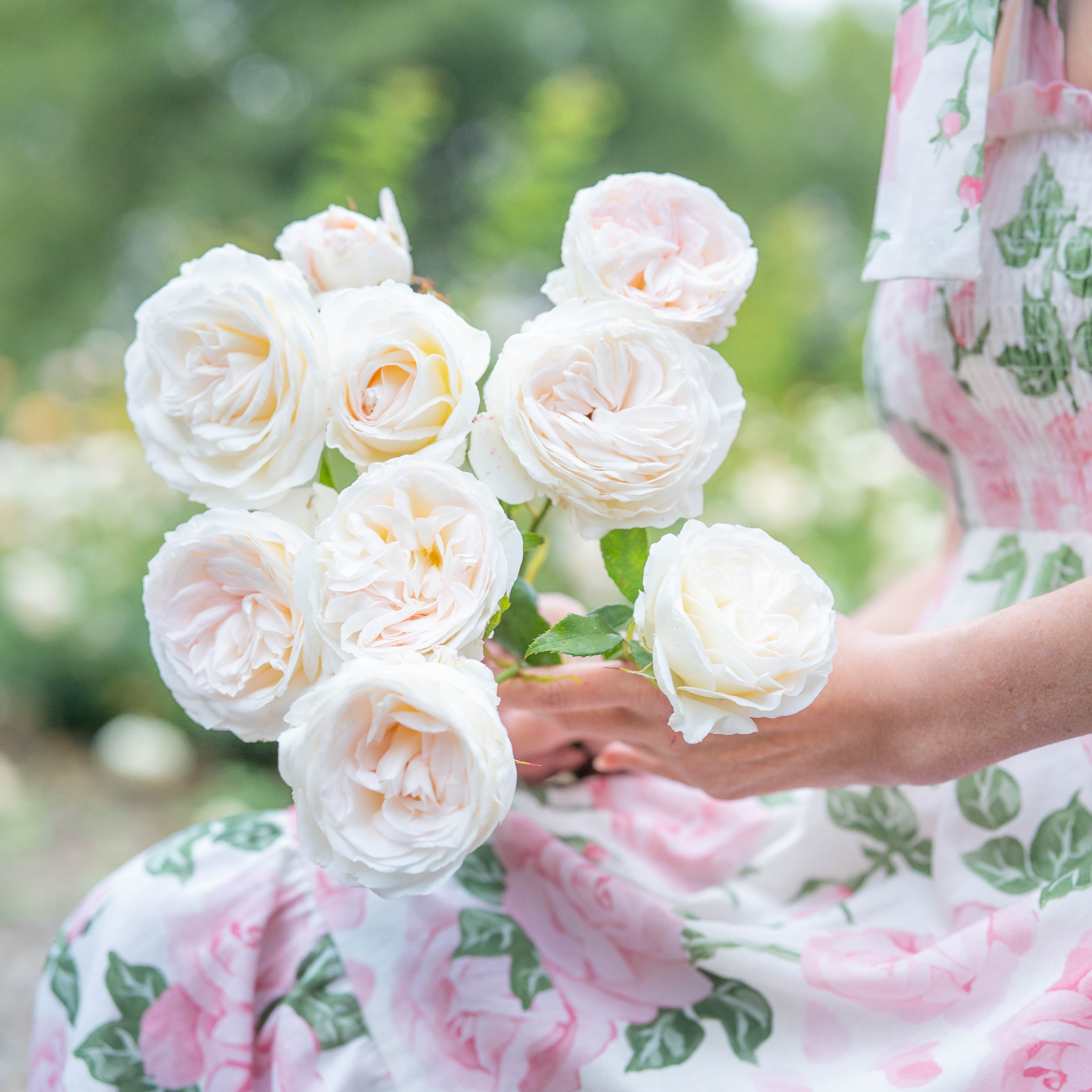 Top Cream™ Bare Root Rose Bush
