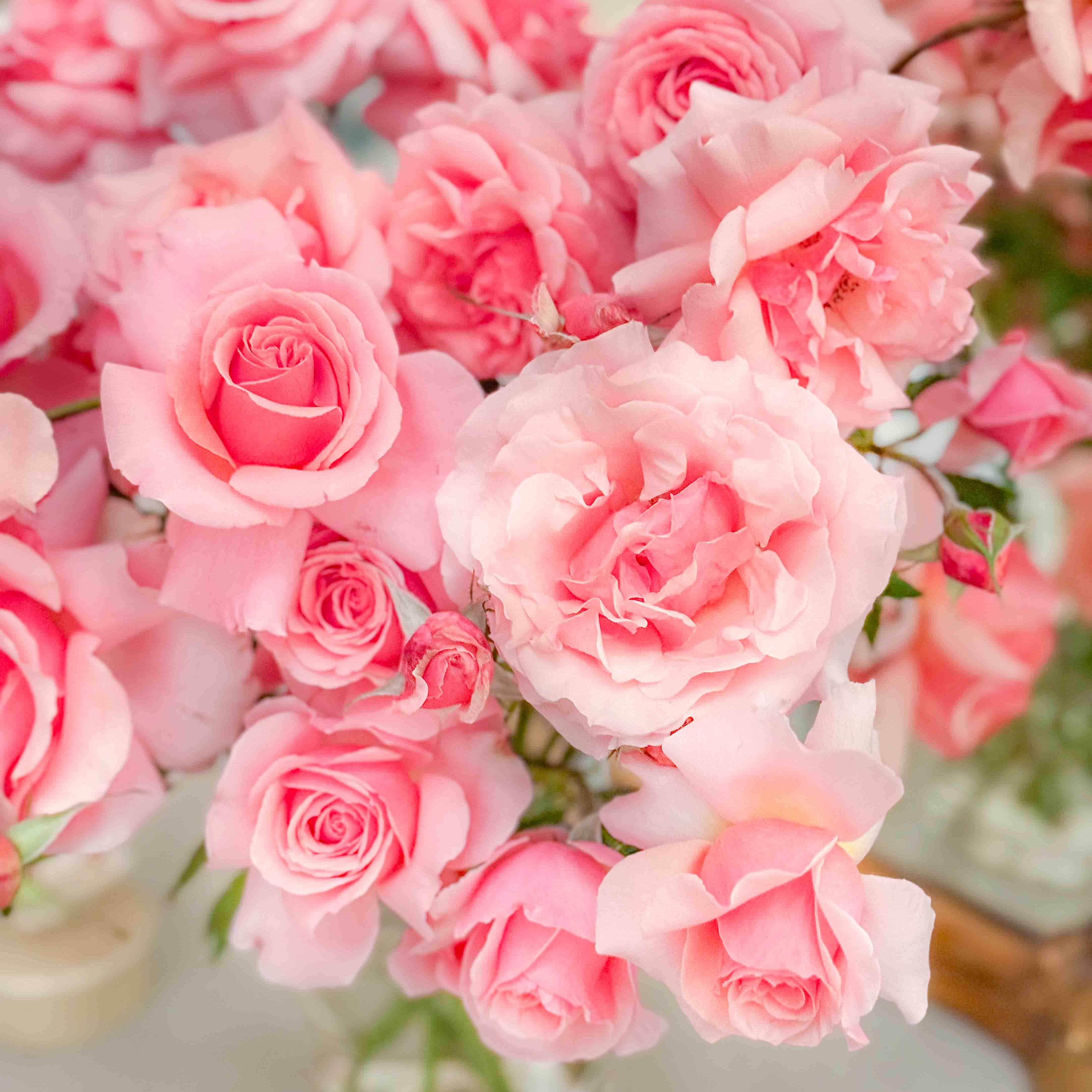 Bouquet of pink roses with a soft focus background