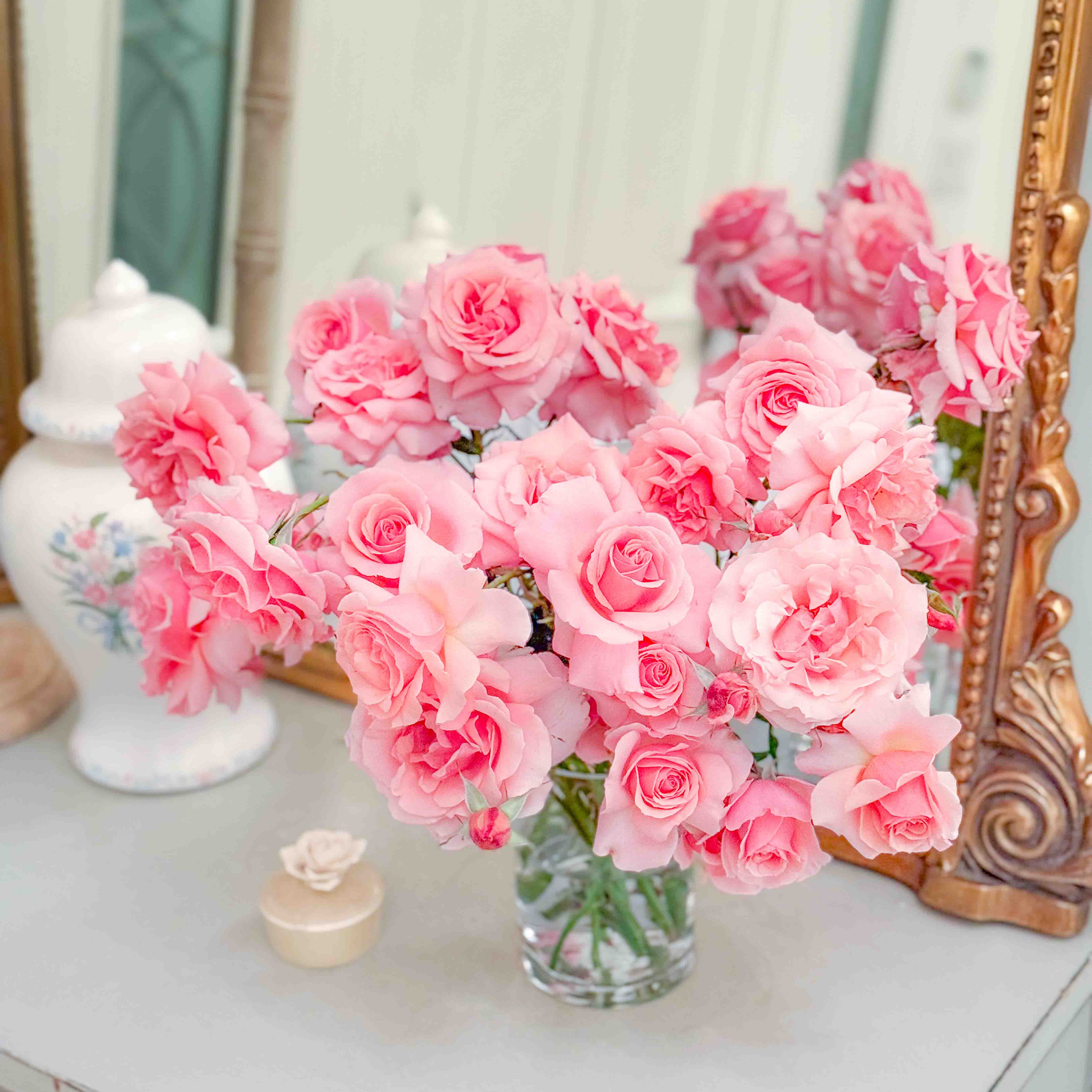 Tournament Of Roses Bare Root Rose Bush