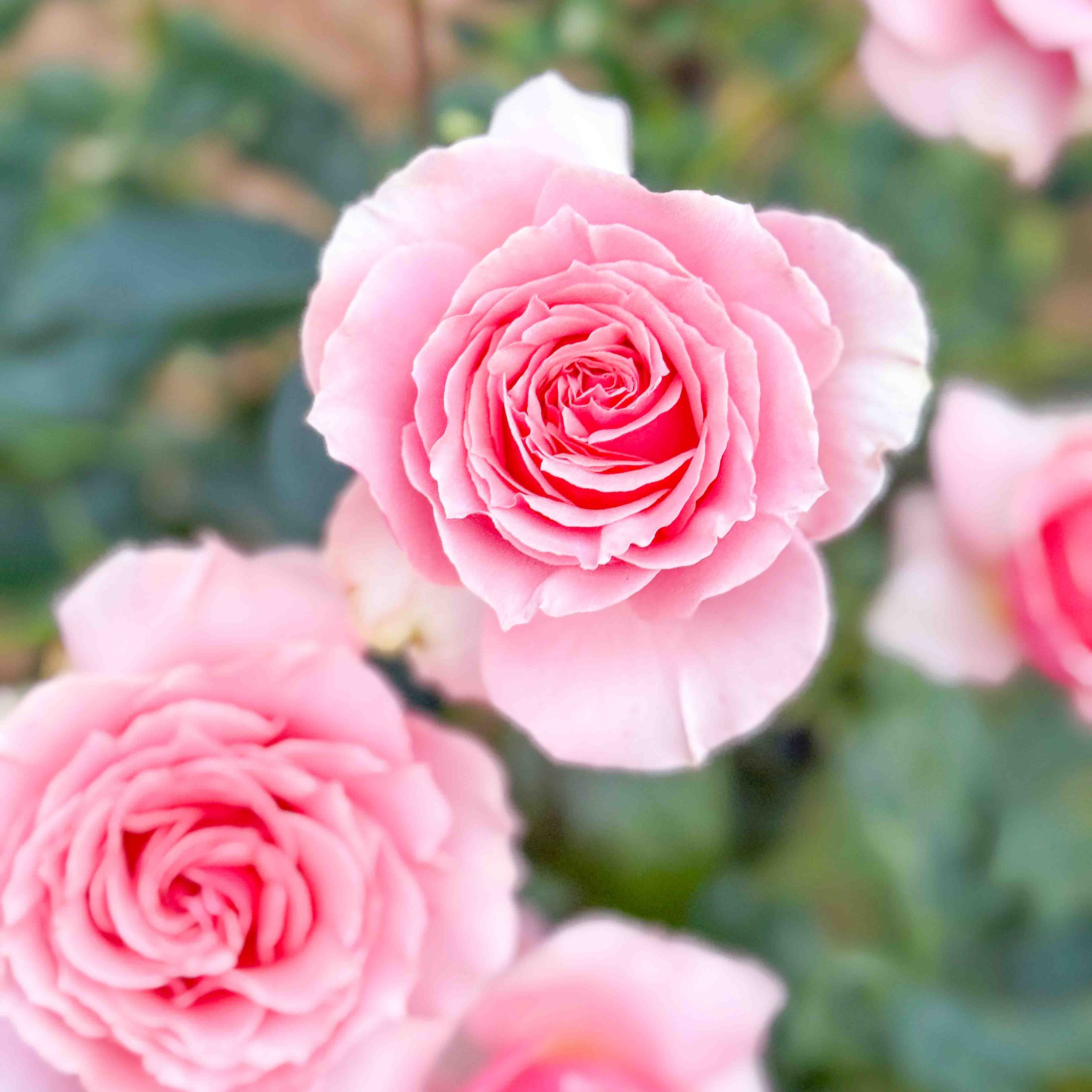 Close-up of pink roses with a blurred green background