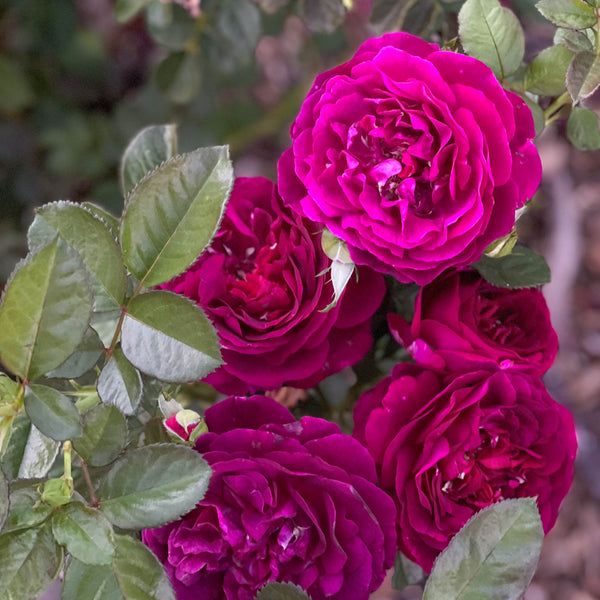 Twilight Zone™ Bare Root Tree Rose