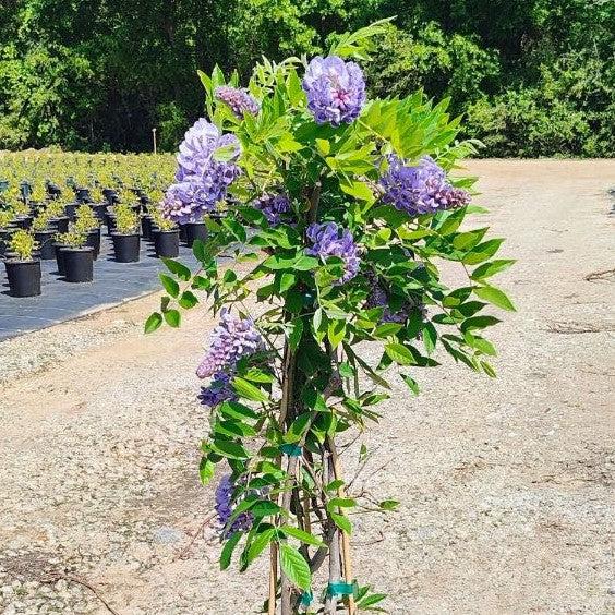 Wisteria 'Amethyst Falls' Potted Wisteria Plant