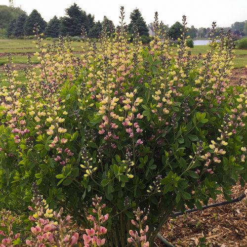 Proven Winners® Baptisia Deluxe Pink Lemonade Potted  False Indigo Plant