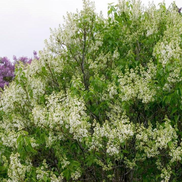 Lilac Primrose Potted Lilac Bush