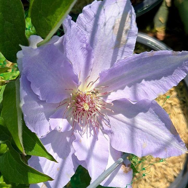 Clematis Boulevard® Tranquilite™ Potted Clematis Plant