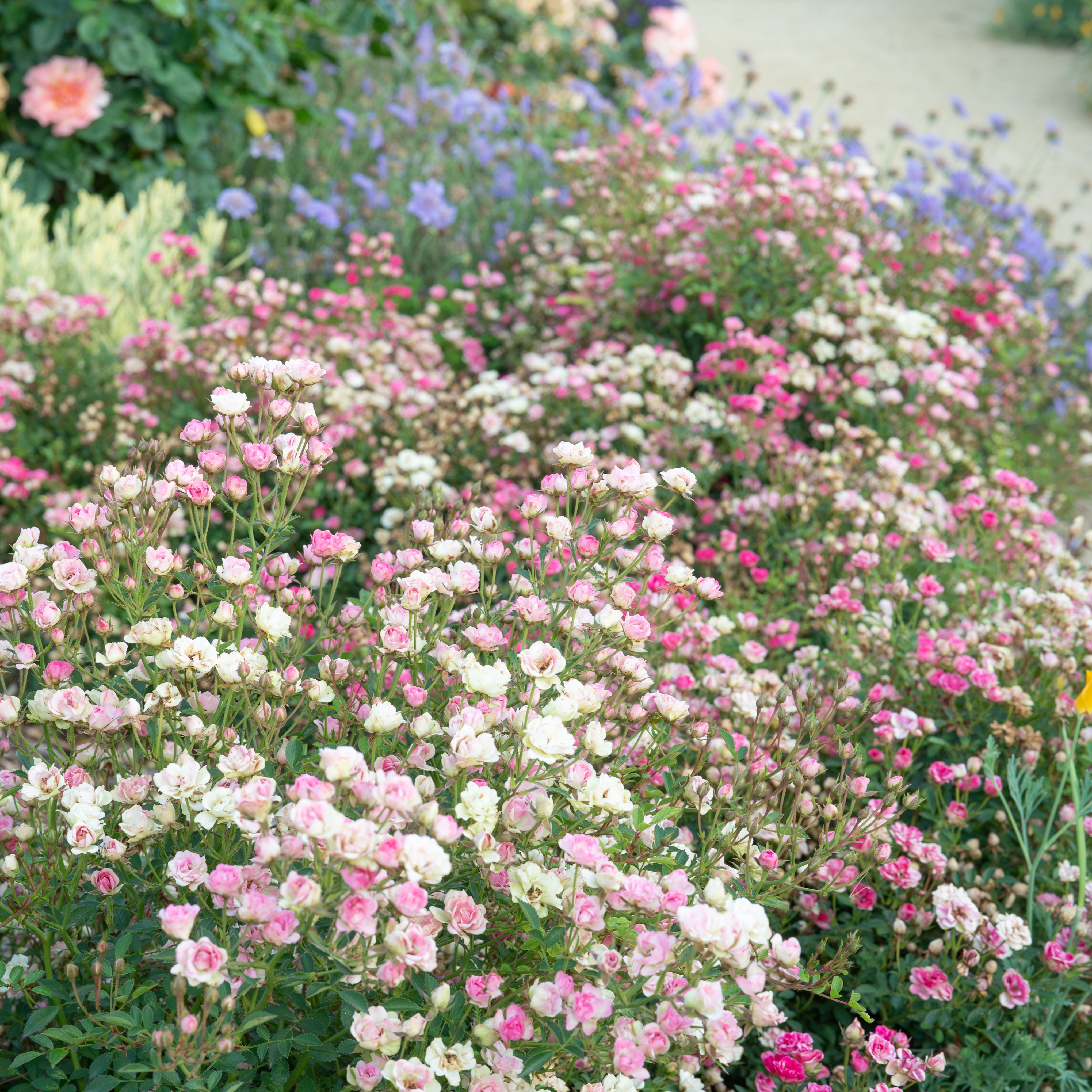 Wanderlust Roses™ Pink Tumbleweed™ Potted Rose Bush
