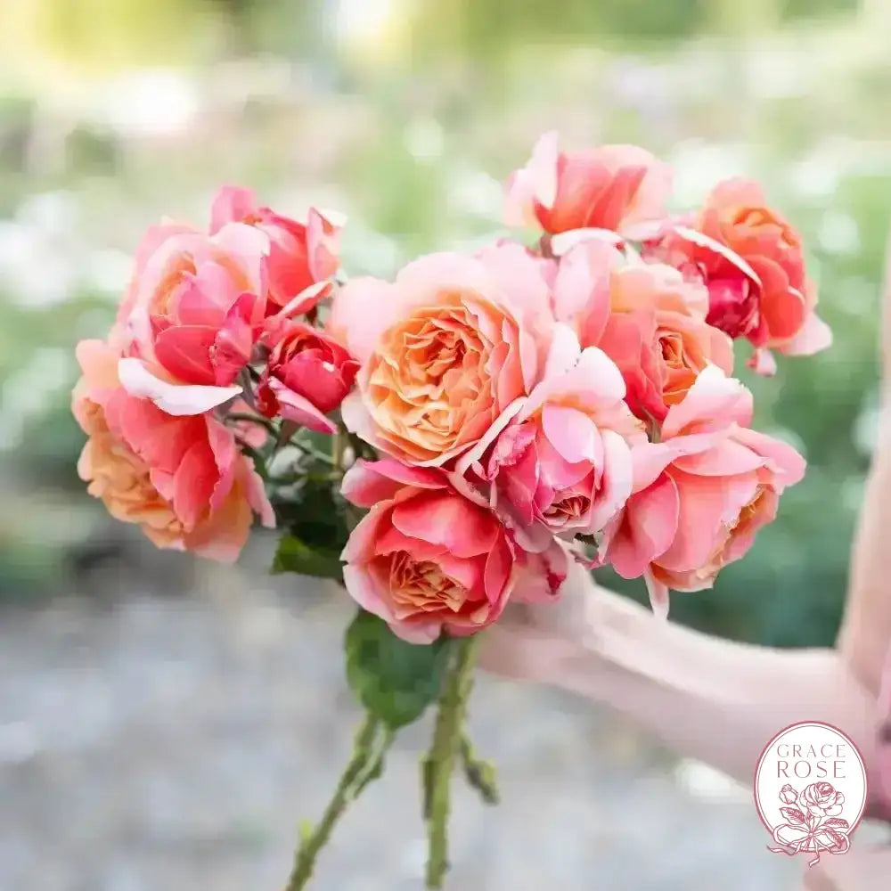 Uptown Girl ™ and State of Grace™ Twofer™ Bare Root Tree Rose