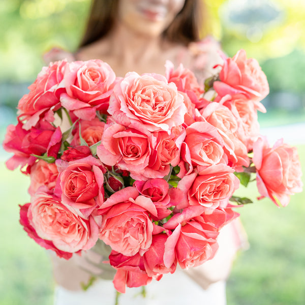 Uptown Girl® Bare Root Rose Bush