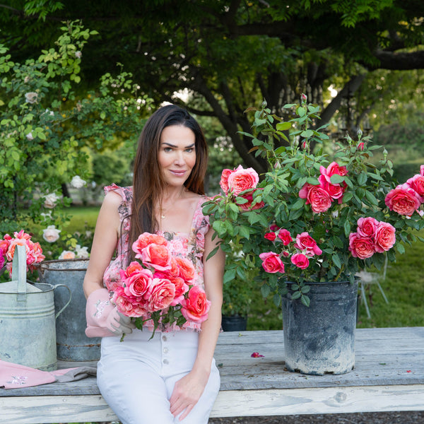 Uptown Girl® Potted Rose Bush