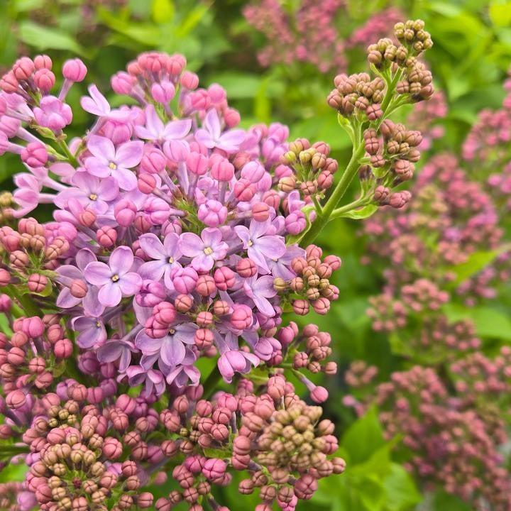Lilac Scentara® Pura Potted Lilac Bush