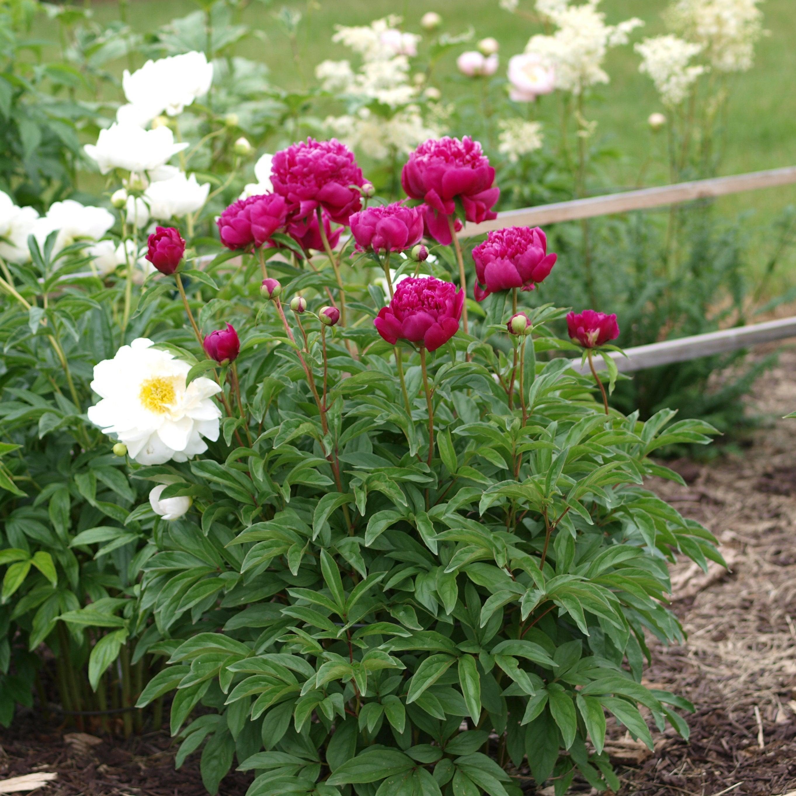 Peony 'Kansas'  Potted Peony Plant