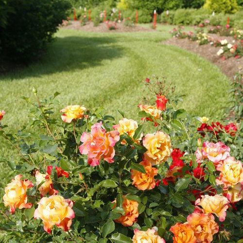 Oso Easy® Suñorita® Potted Rose Bush