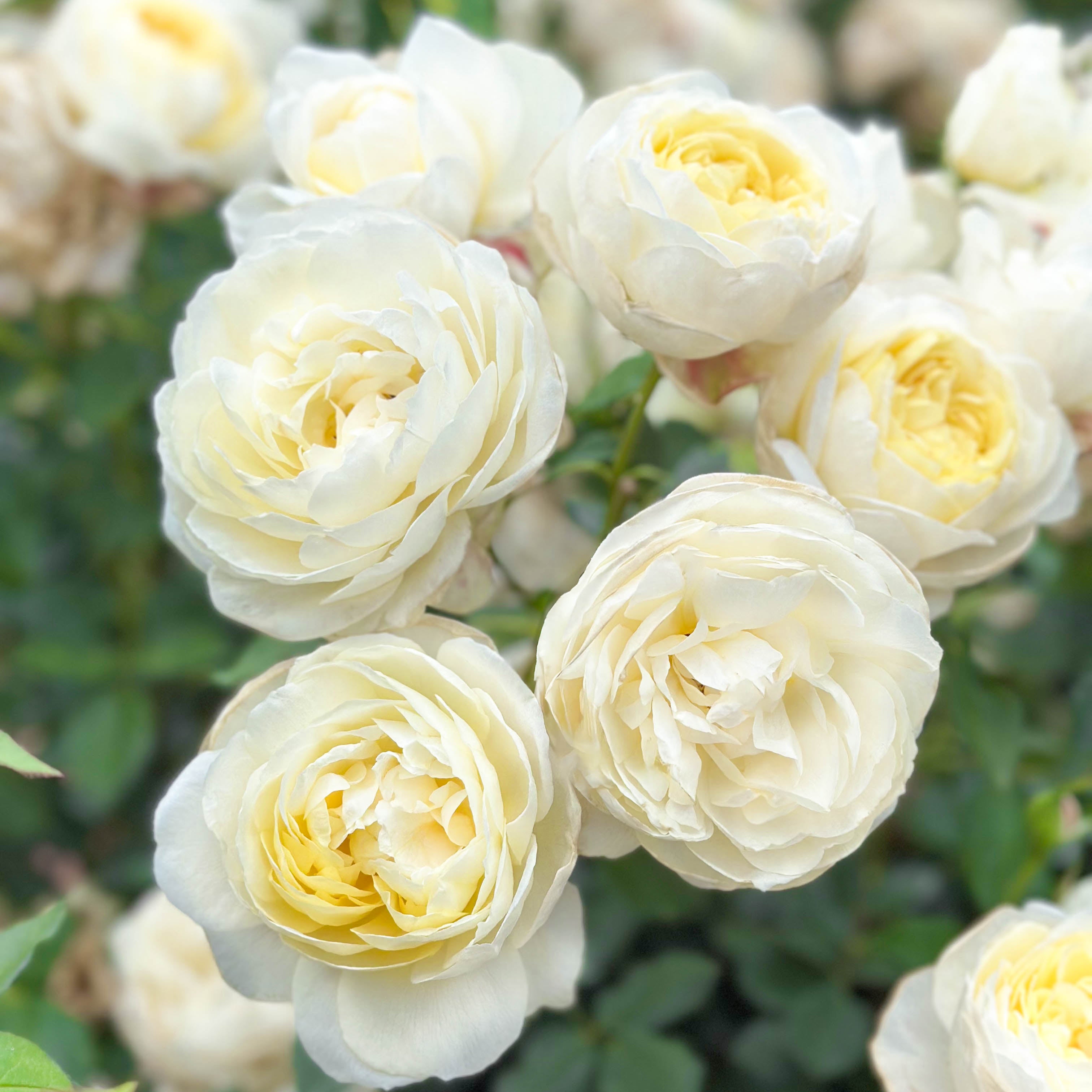 David Austin® Vanessa Bell® Potted Rose Bush