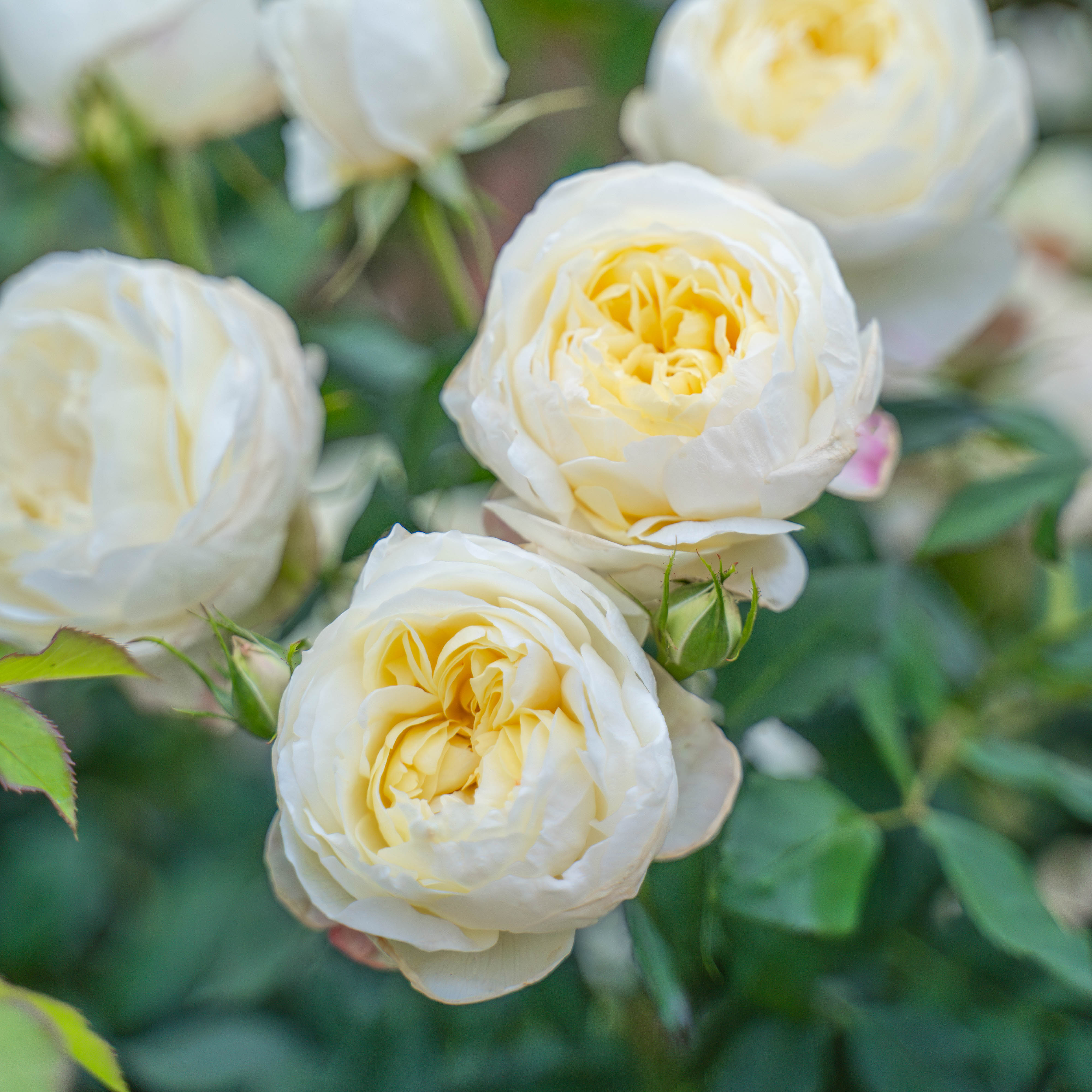 David Austin® Vanessa Bell® Potted Rose Bush