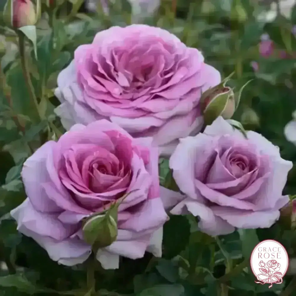 Violets Pride™ Potted Rose Bush