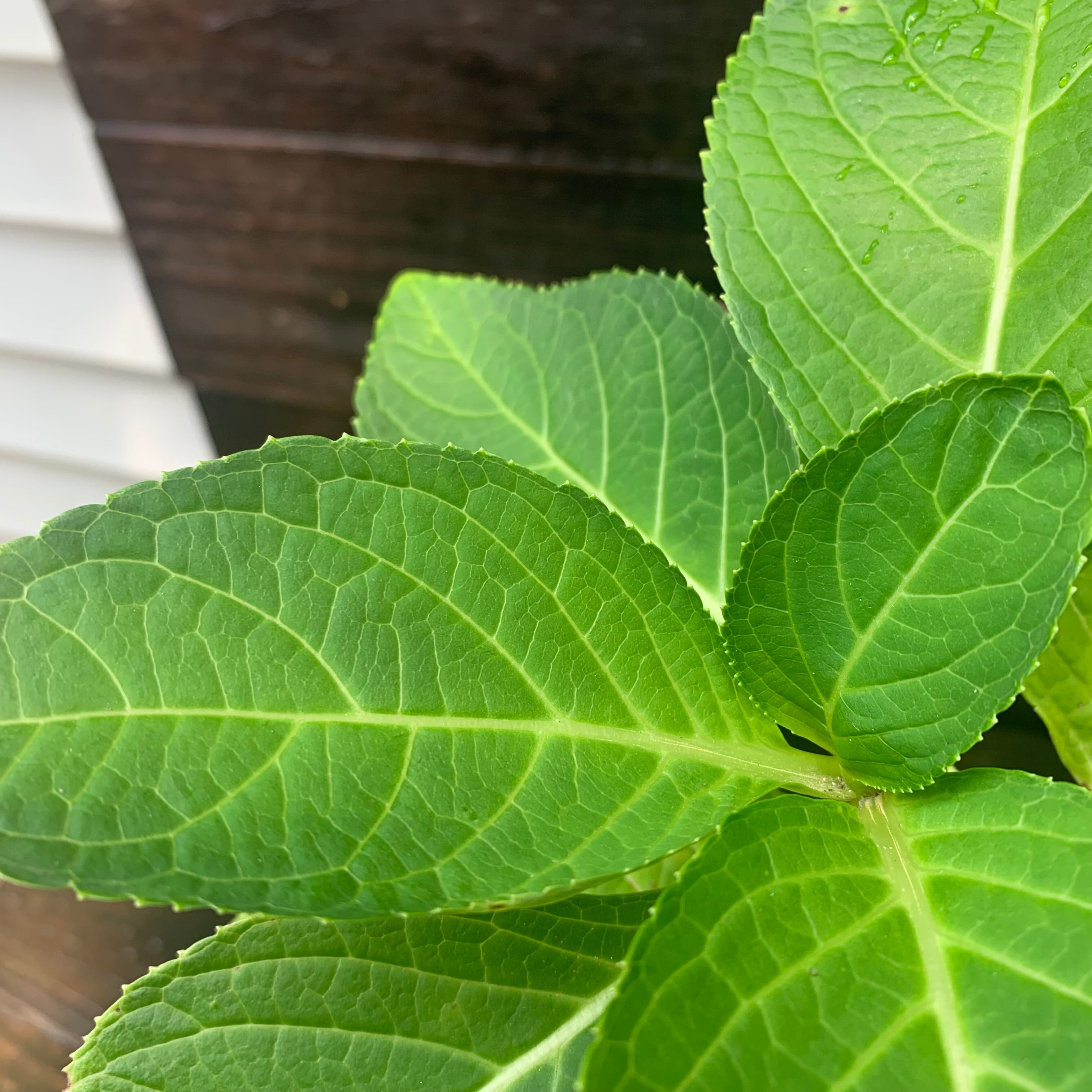 Hydrangea Nikko Blue Potted Hydrangea Plant